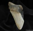 Partial Inch Megalodon Tooth #573-1